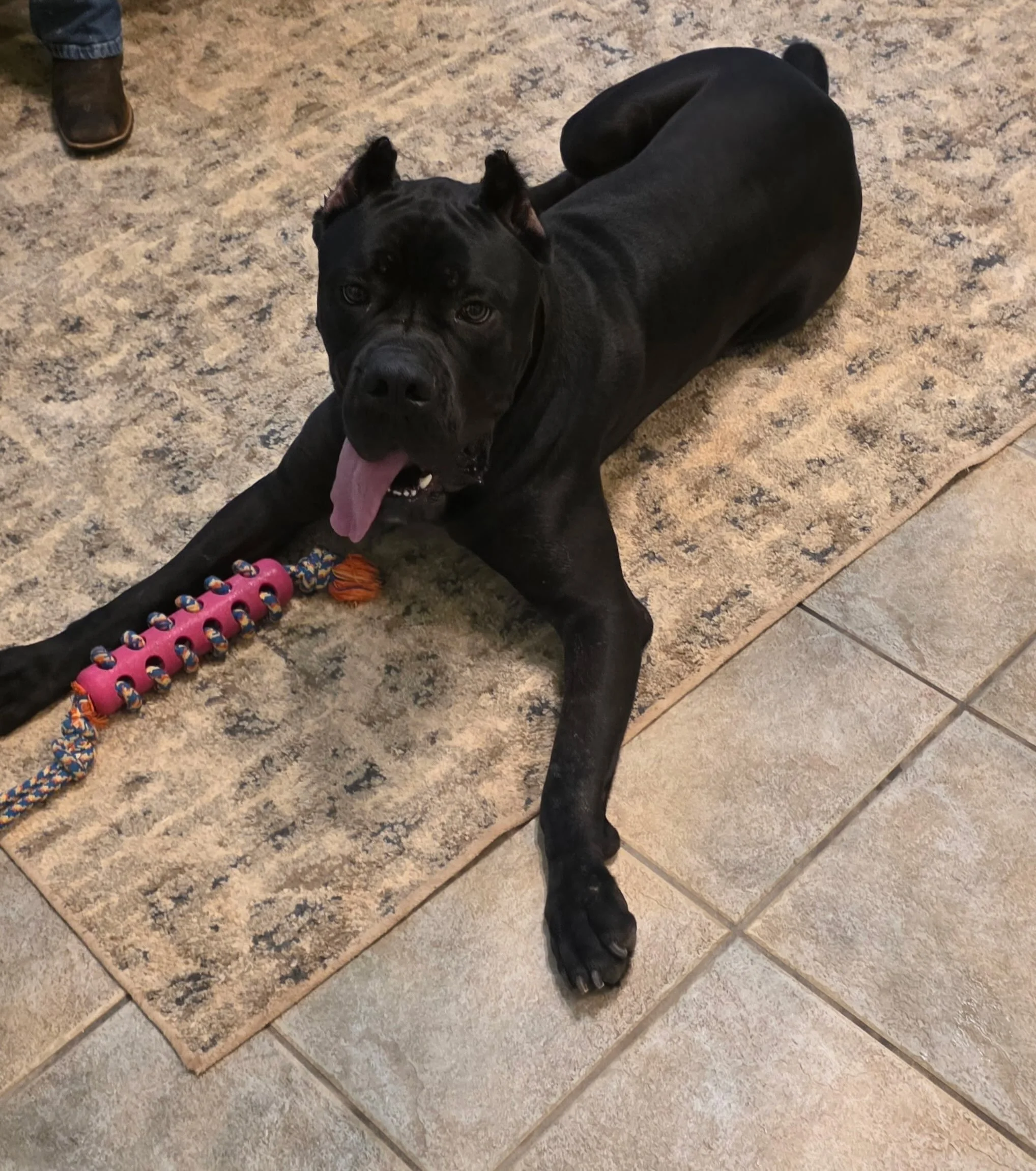 Simba is beating the rain and hanging out in the office with staff. He loves his toy so much