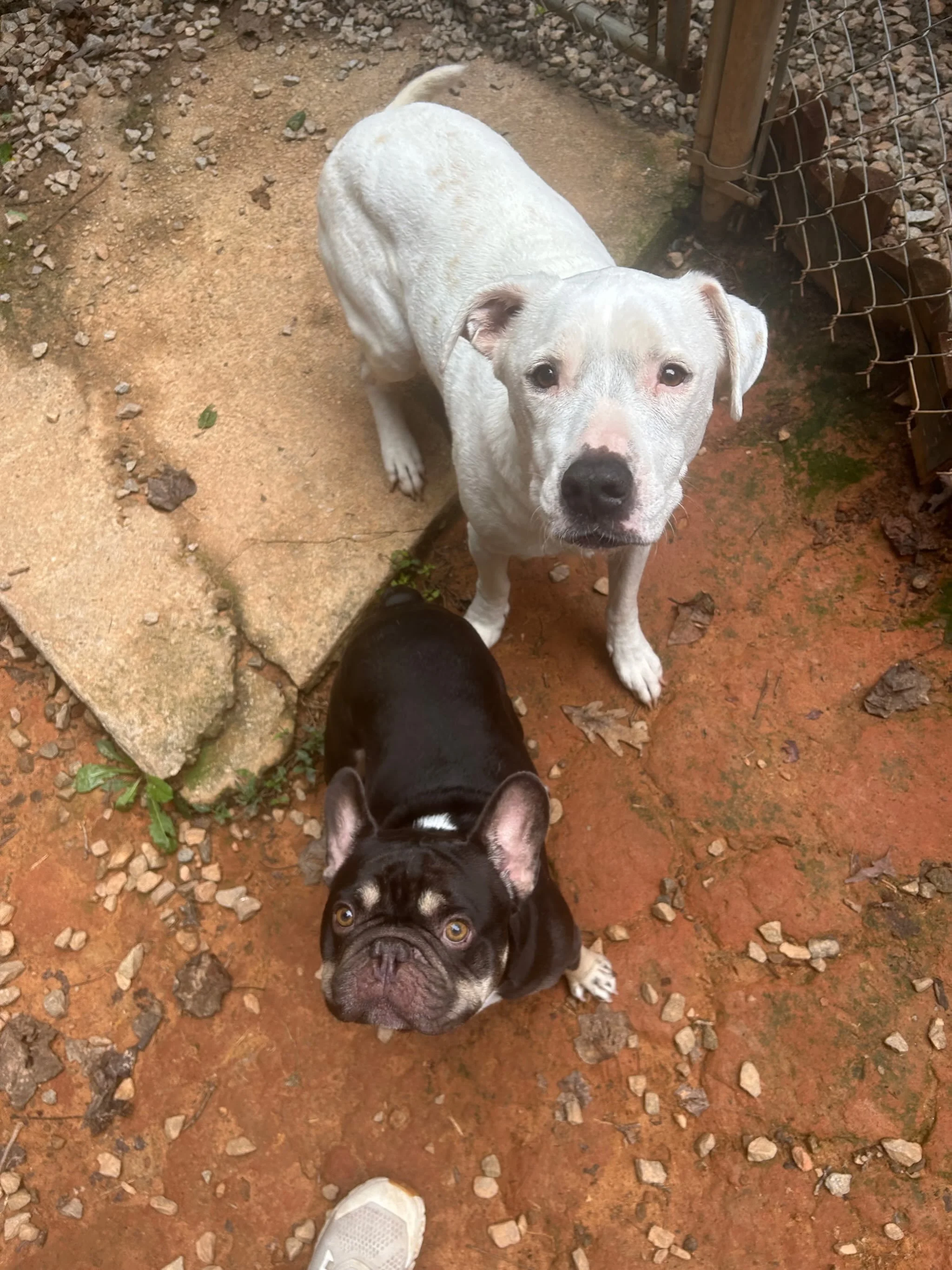 Pearl and Chauncey out hanging with staff and loving every minute of it