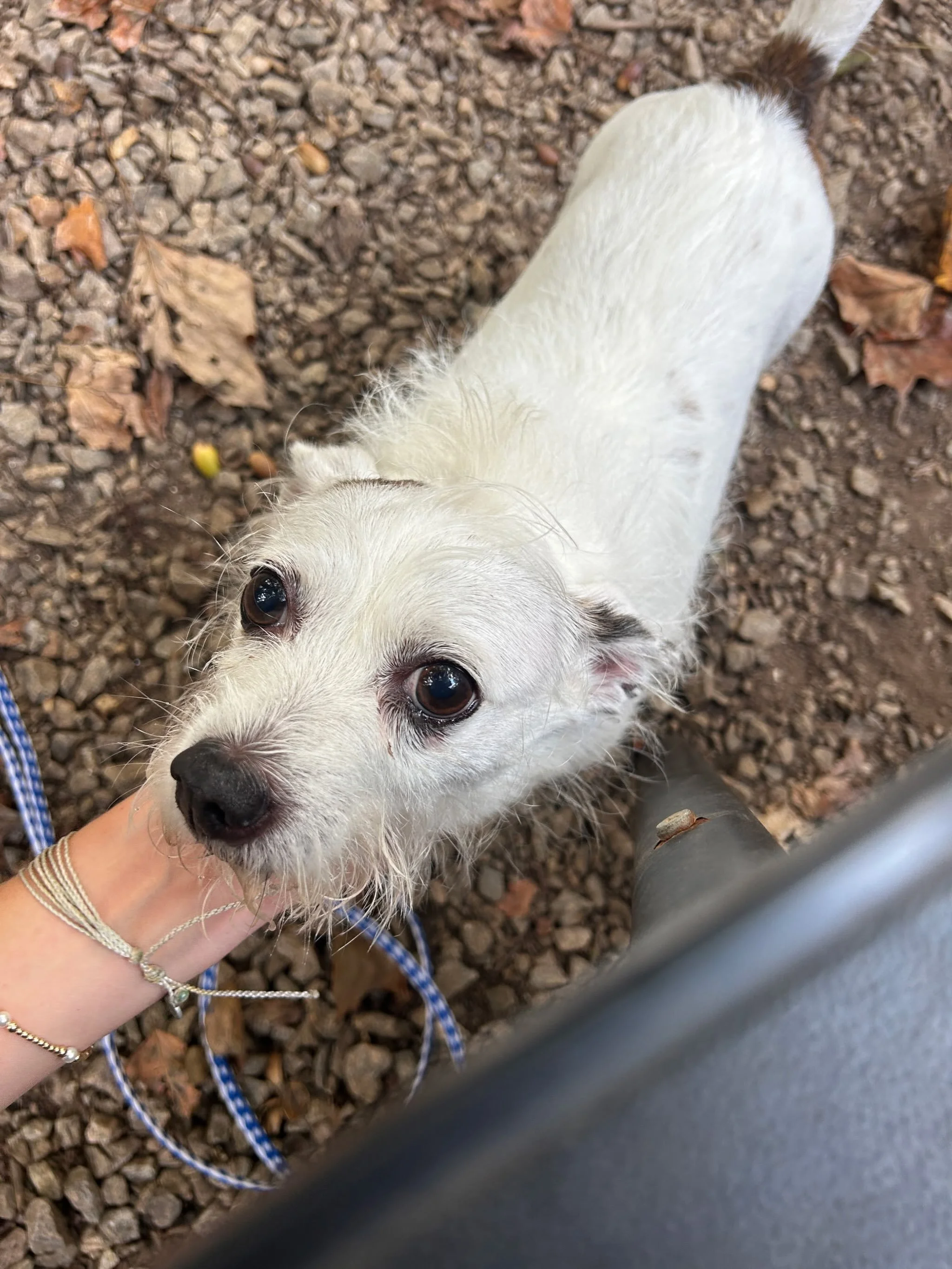 Sweet Willie spending some time in the yard and getting some love