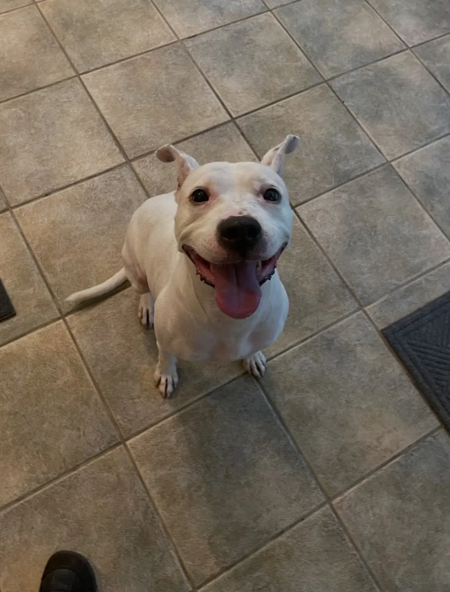 Luna enjoying her time in the office and all the cuddle she could ask for.