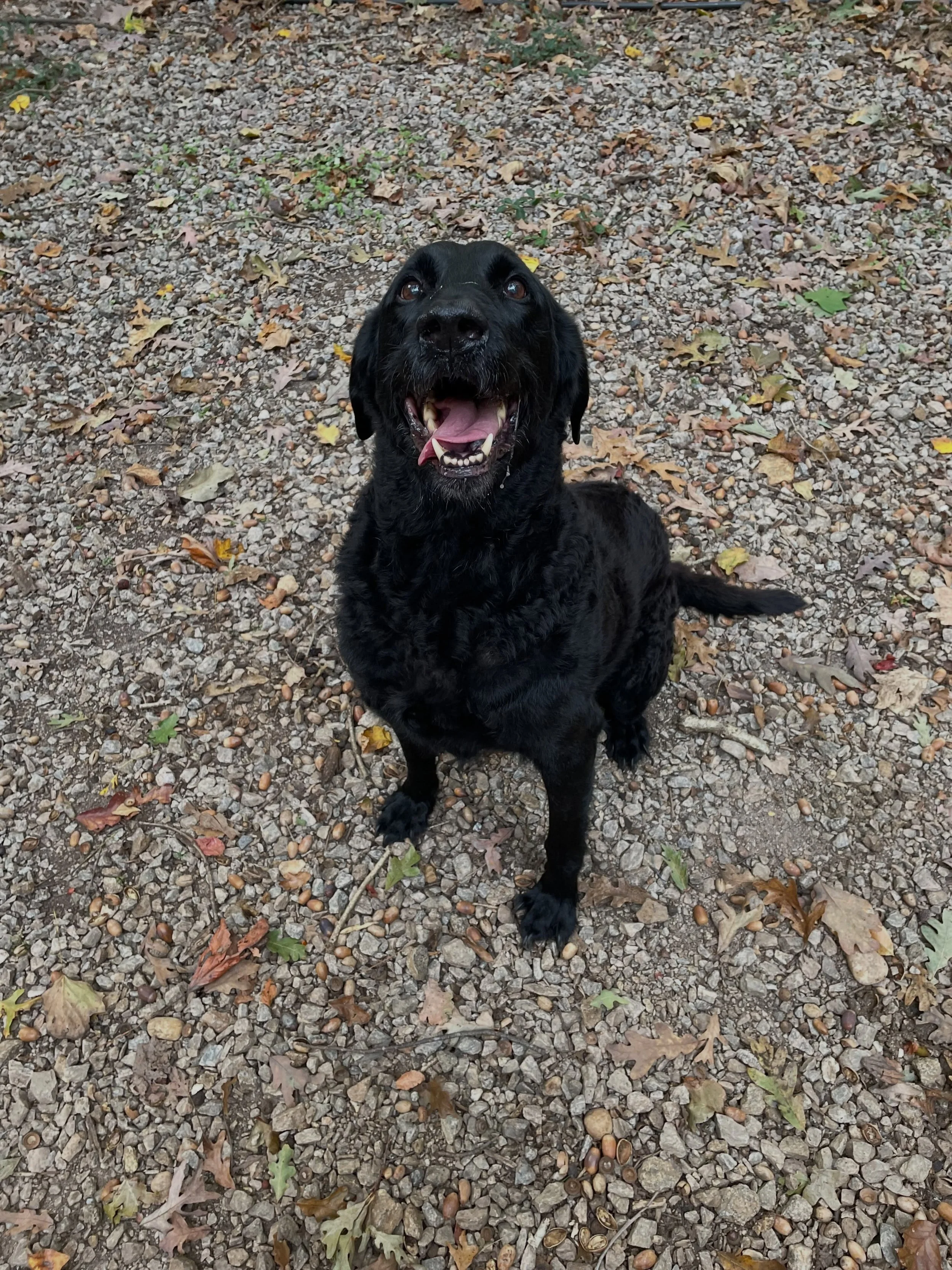 Winston is out loving his time in the cool air and romping around