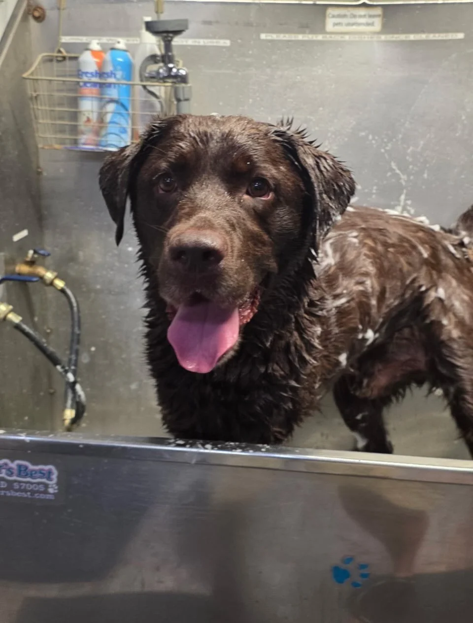 Kovu may love the water but the towel drying is his favorite part of the bath