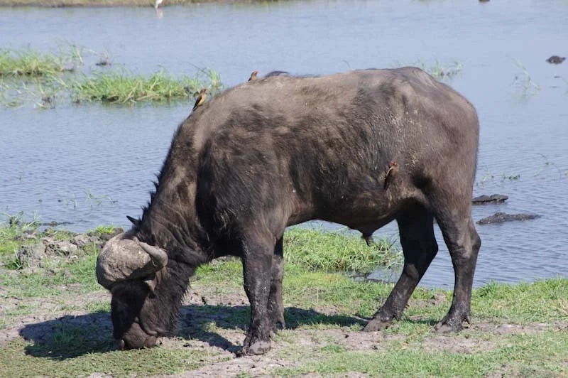 botswanablog25.jpg
