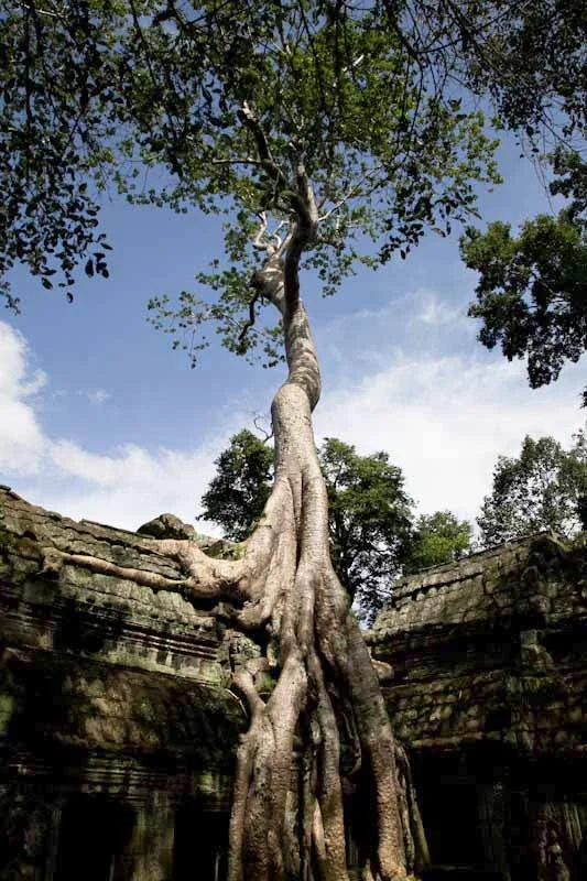 cambodiatemplesblog103.jpg