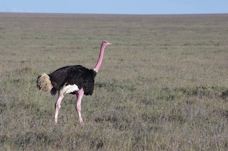 serengetiblogresize70.jpg