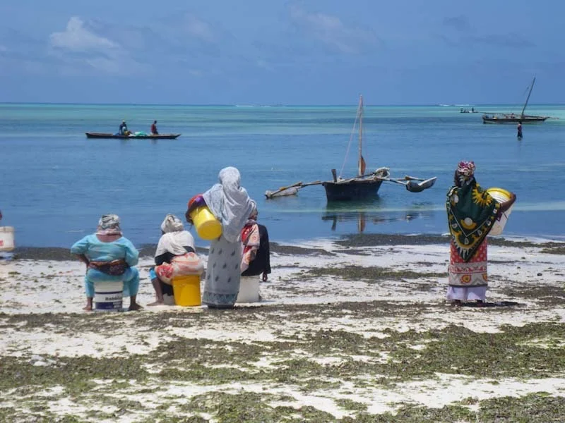 zanzibariblogresize80.jpg