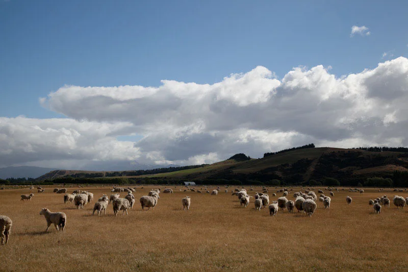 nzblogweekthree21.jpg