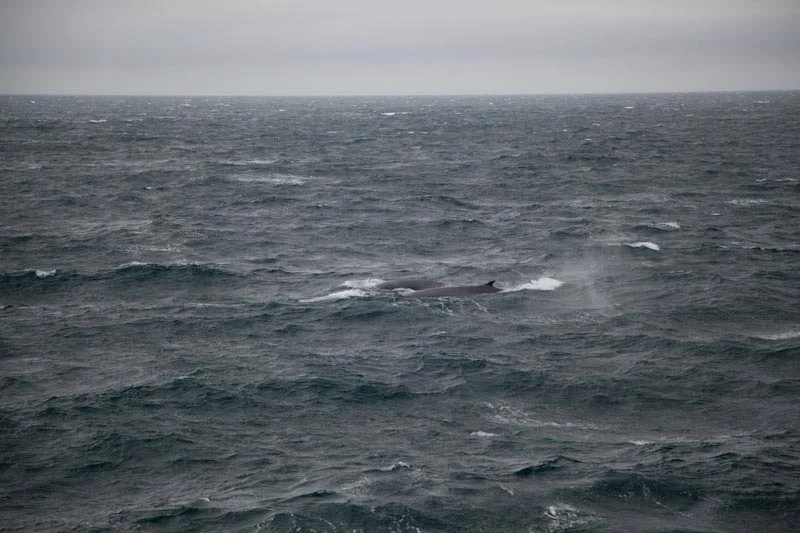 falkgeorgblog57.jpg