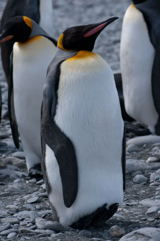falkgeorgblog83.jpg