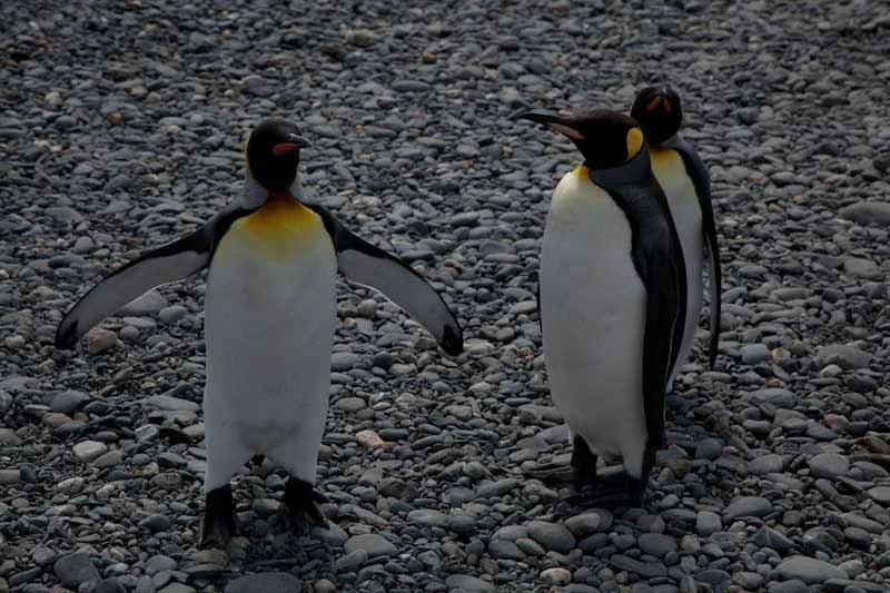 falkgeorgblog84.jpg