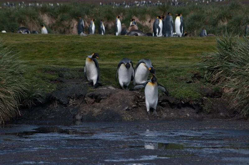 falkgeorgblog92.jpg