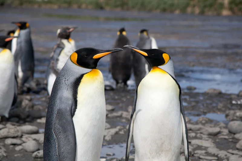 falkgeorgblog94.jpg