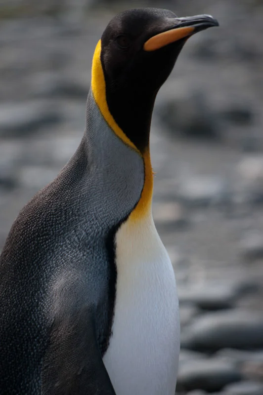 falkgeorgblog90.jpg