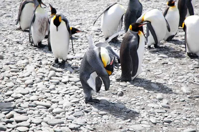 falkgeorgblog85.jpg