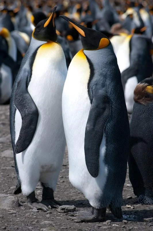 falkgeorgblog102.jpg