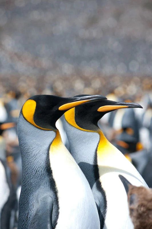 falkgeorgblog99.jpg