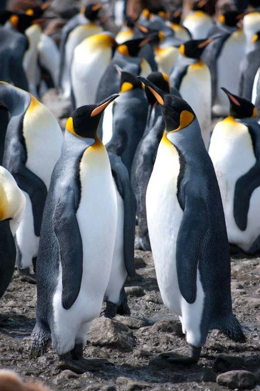 falkgeorgblog98.jpg