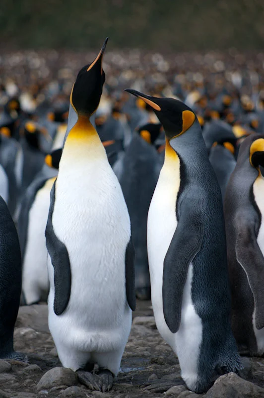 falkgeorgblog109.jpg