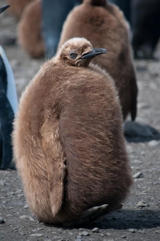 falkgeorgblog105.jpg