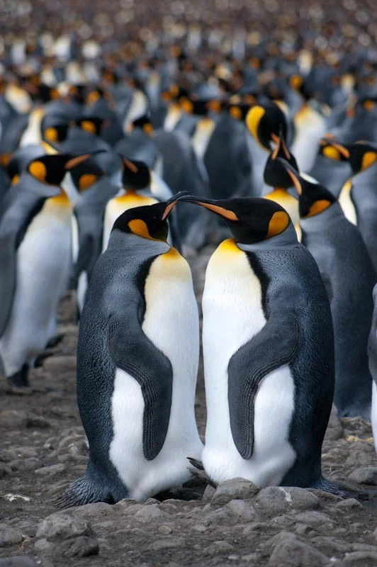 falkgeorgblog107.jpg