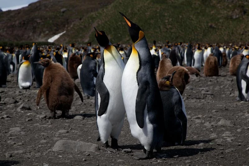 falkgeorgblog103.jpg
