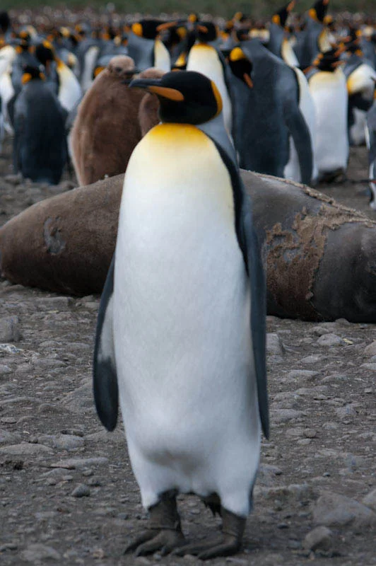 falkgeorgblog115.jpg