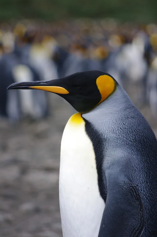 falkgeorgblog116.jpg