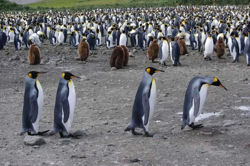 falkgeorgblog117.jpg