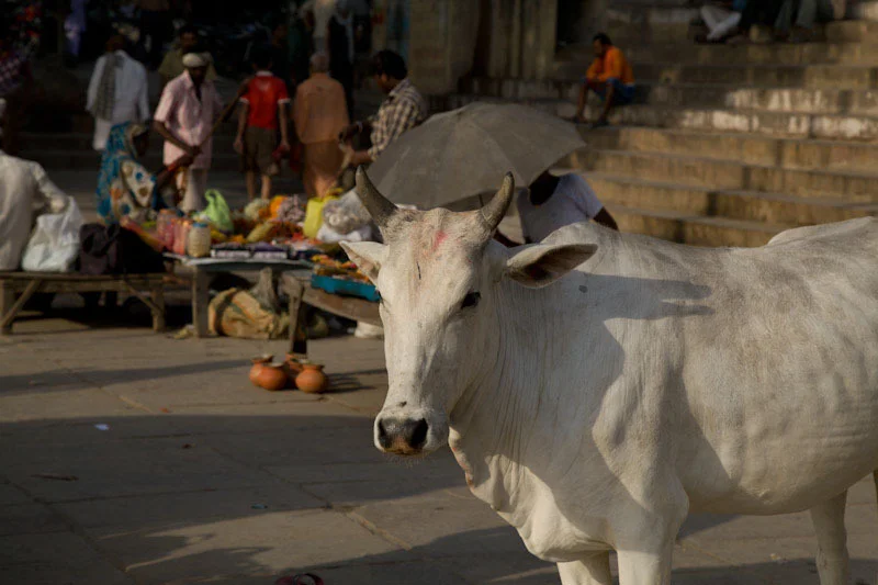 varanasidayblog76.jpg