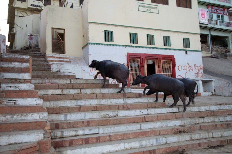 varanasidayblog43.jpg