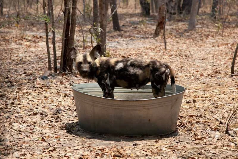 zimbabweblogresize28.jpg