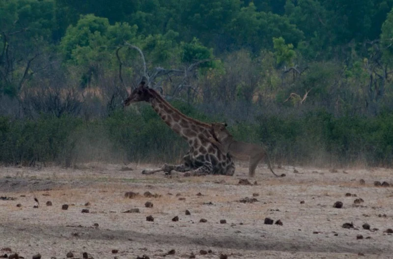 zimbabweblogresize113.jpg