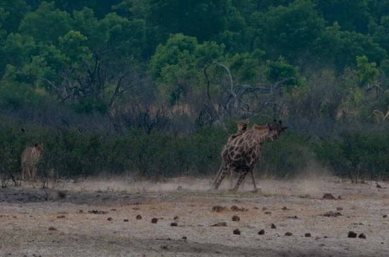 zimbabweblogresize115.jpg