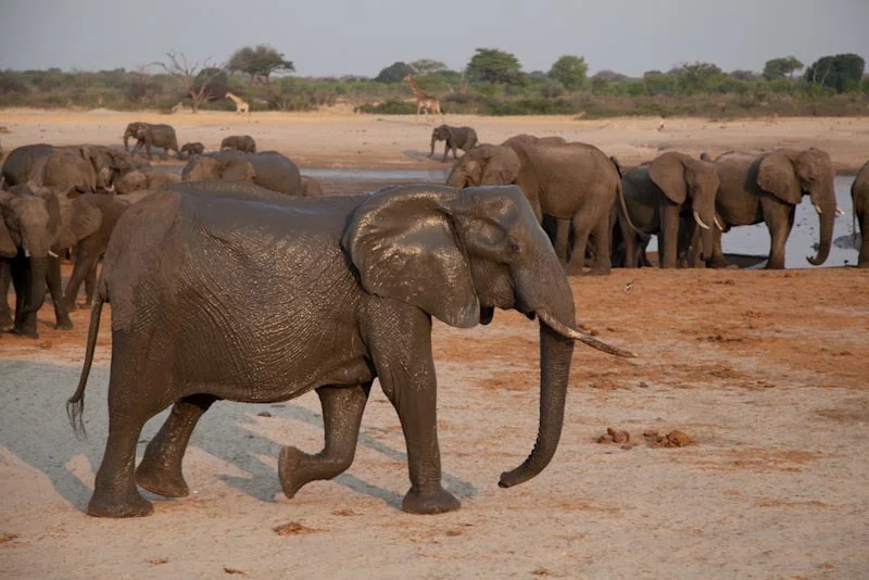 zimbabweblogresize102.jpg