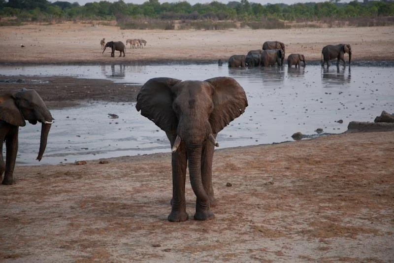 zimbabweblogresize104.jpg