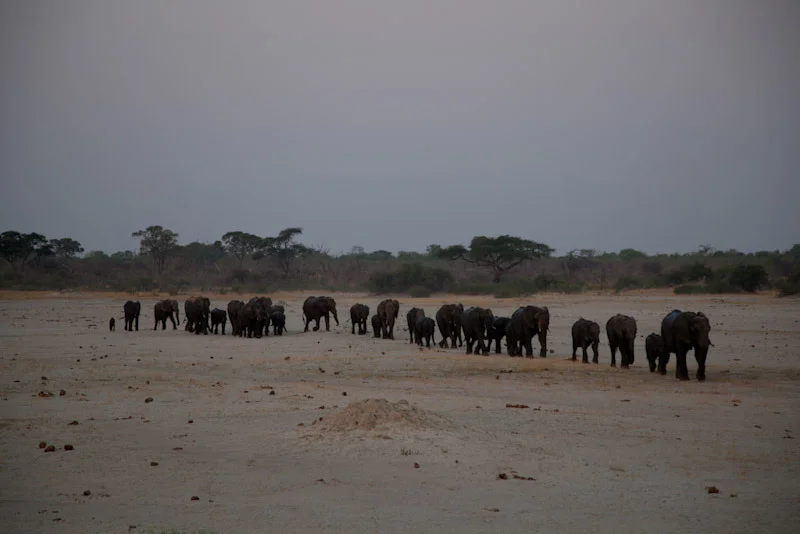 zimbabweblogresize105.jpg