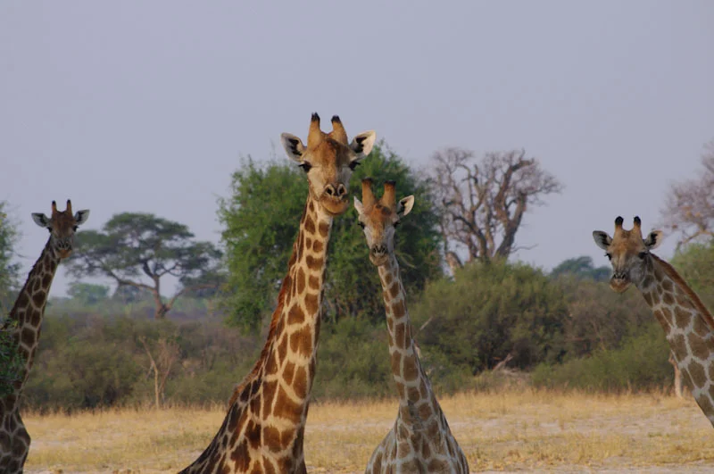 zimbabweblogresize90.jpg