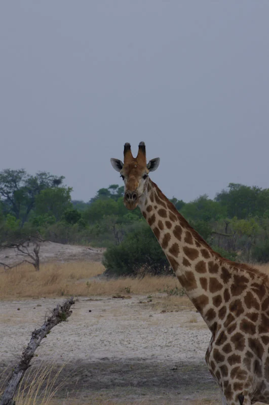 zimbabweblogresize85.jpg