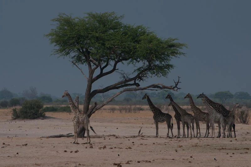 zimbabweblogresize87.jpg