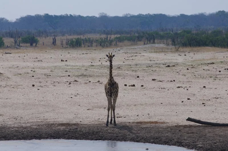 zimbabweblogresize83.jpg