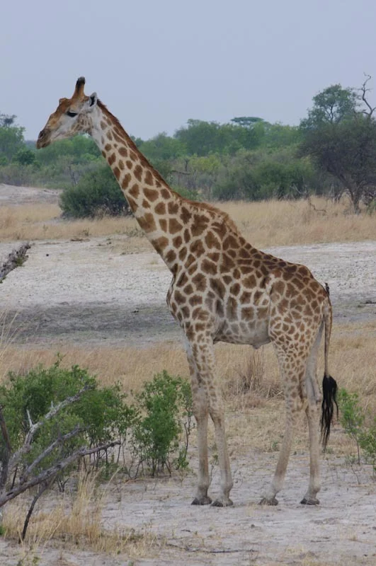 zimbabweblogresize84.jpg