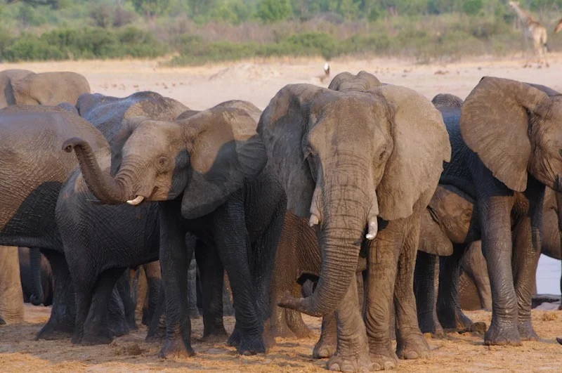 zimbabweblogresize94.jpg