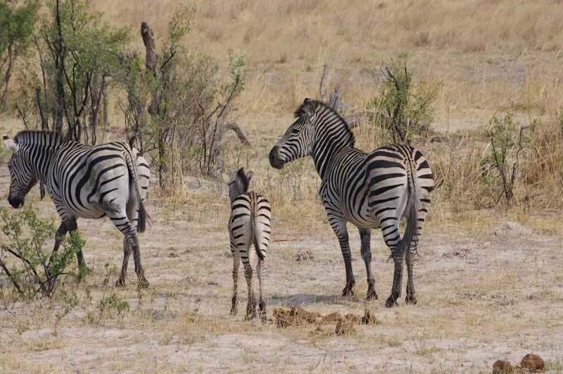 zimbabweblogresize73.jpg