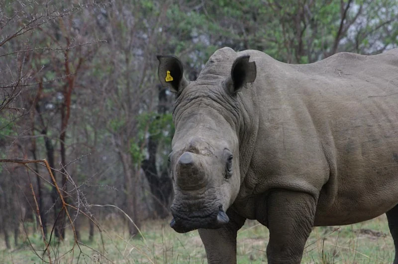 zimbabweblogresize67.jpg