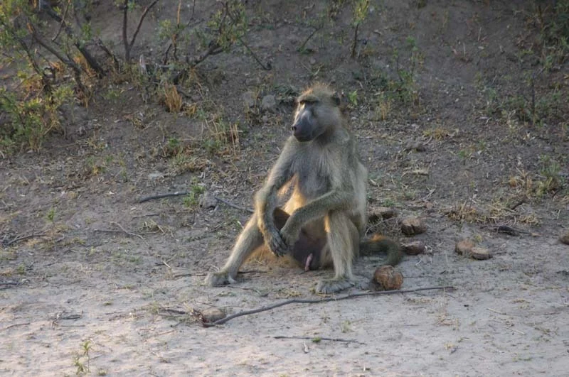 zimbabweblogresize76.jpg