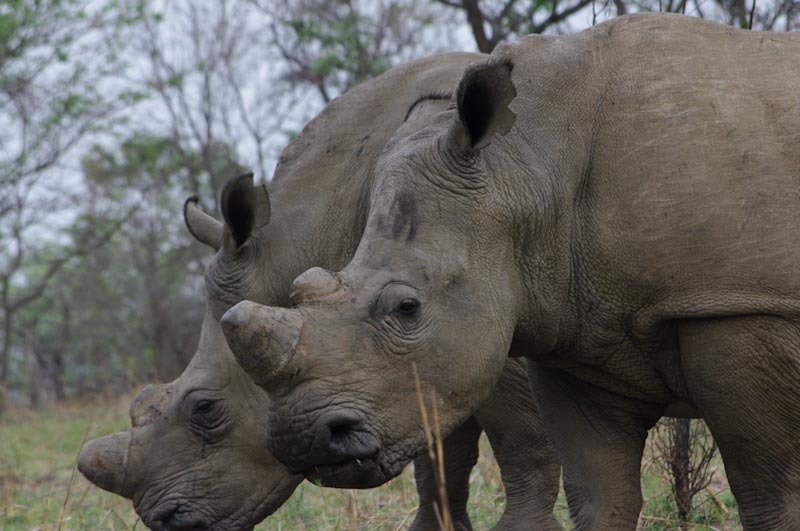 zimbabweblogresize66.jpg