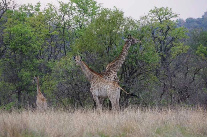 zimbabweblogresize62.jpg