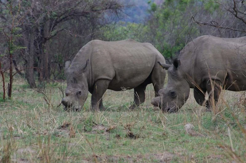 zimbabweblogresize65.jpg