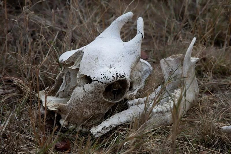zimbabweblogresize60.jpg