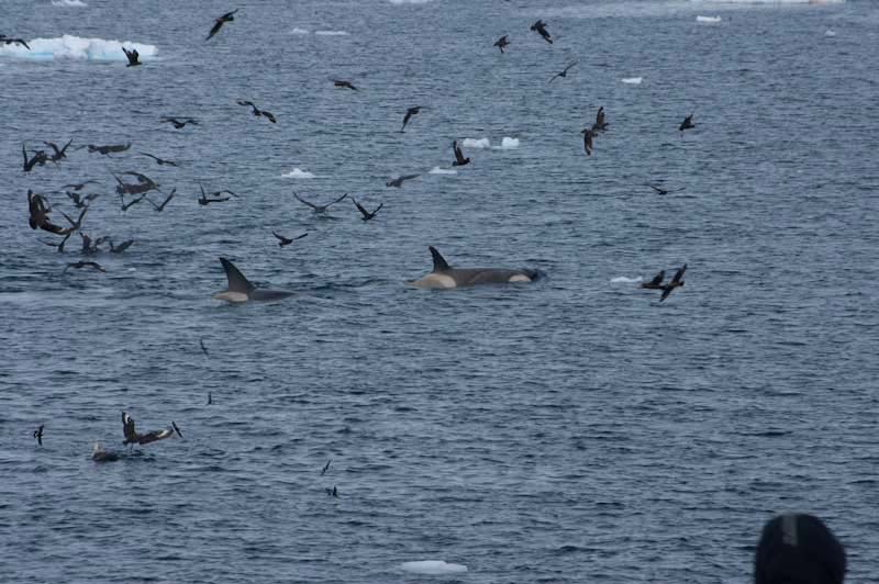 antarcticblogtwo185.jpg